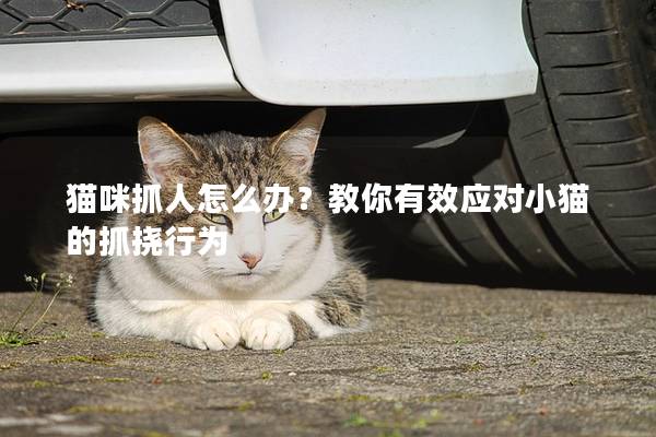 猫咪抓人怎么办？教你有效应对小猫的抓挠行为