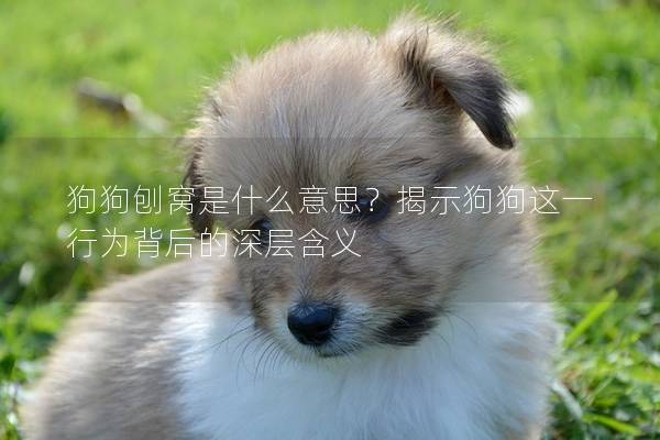 狗狗刨窝是什么意思？揭示狗狗这一行为背后的深层含义