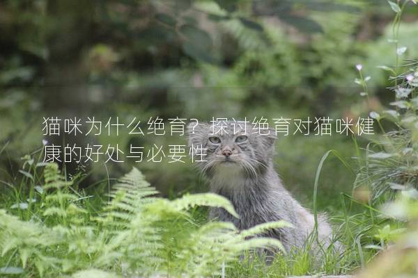 猫咪为什么绝育？探讨绝育对猫咪健康的好处与必要性