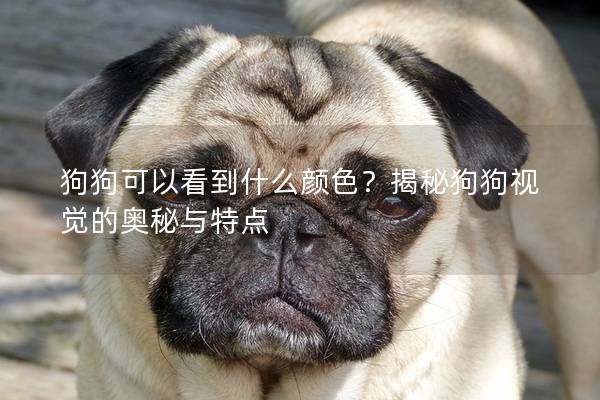 狗狗可以看到什么颜色？揭秘狗狗视觉的奥秘与特点