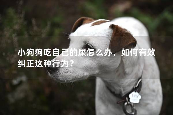 小狗狗吃自己的屎怎么办，如何有效纠正这种行为？
