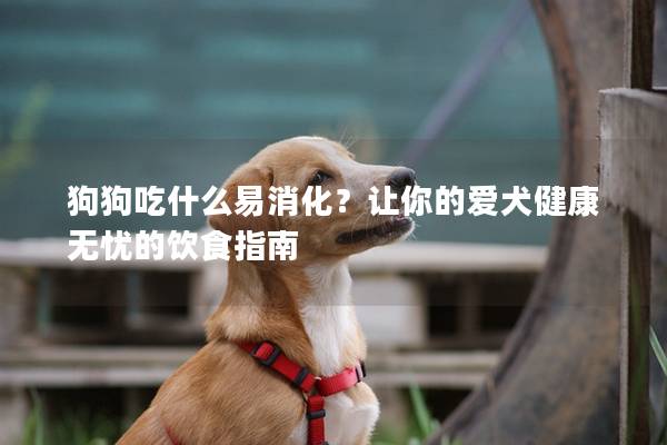 狗狗吃什么易消化？让你的爱犬健康无忧的饮食指南