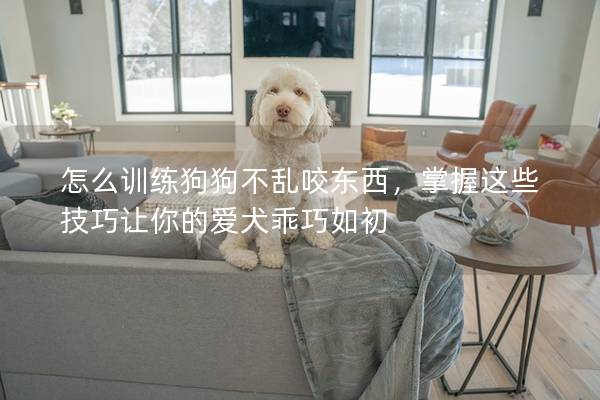 怎么训练狗狗不乱咬东西，掌握这些技巧让你的爱犬乖巧如初