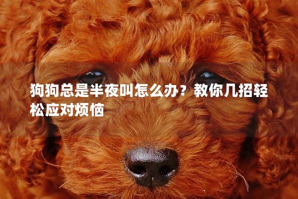 狗狗总是半夜叫怎么办？教你几招轻松应对烦恼