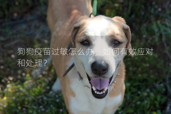 狗狗疫苗过敏怎么办，如何有效应对和处理？