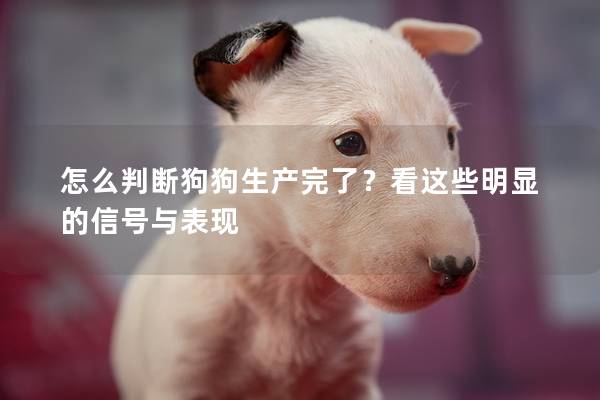 怎么判断狗狗生产完了？看这些明显的信号与表现