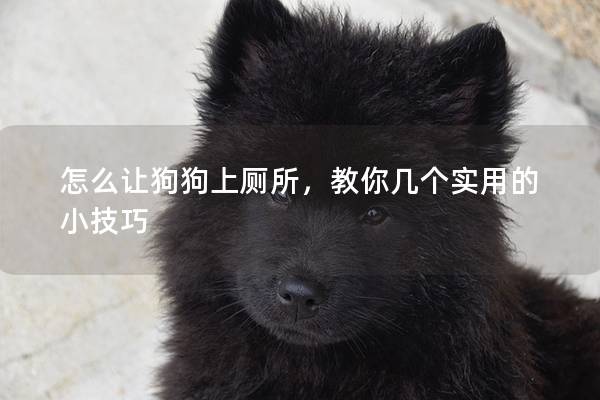怎么让狗狗上厕所，教你几个实用的小技巧