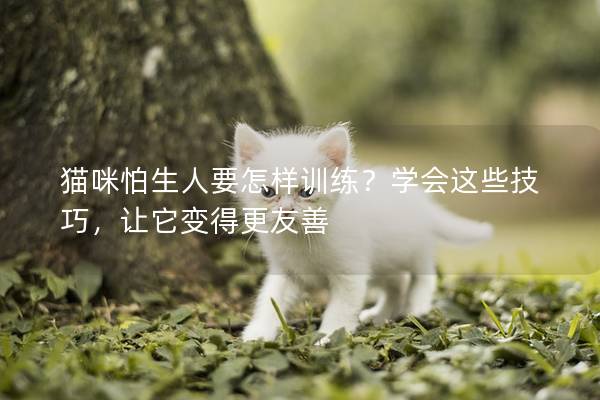 猫咪怕生人要怎样训练？学会这些技巧，让它变得更友善