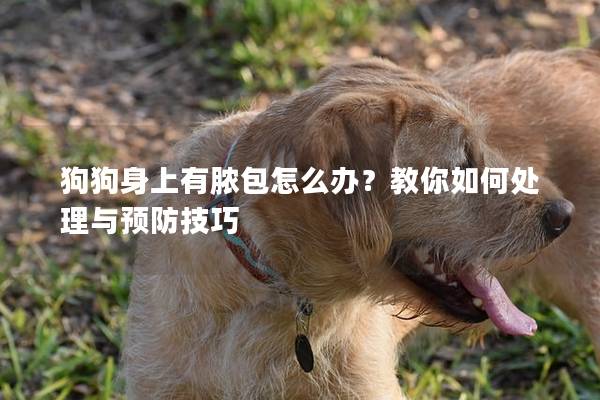 狗狗身上有脓包怎么办？教你如何处理与预防技巧