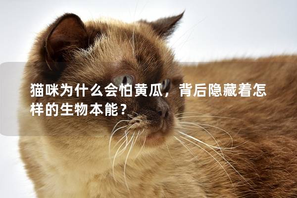猫咪为什么会怕黄瓜，背后隐藏着怎样的生物本能？