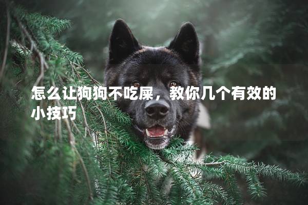 怎么让狗狗不吃屎，教你几个有效的小技巧