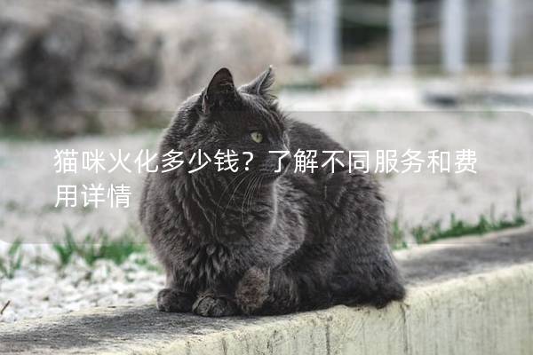 猫咪火化多少钱？了解不同服务和费用详情