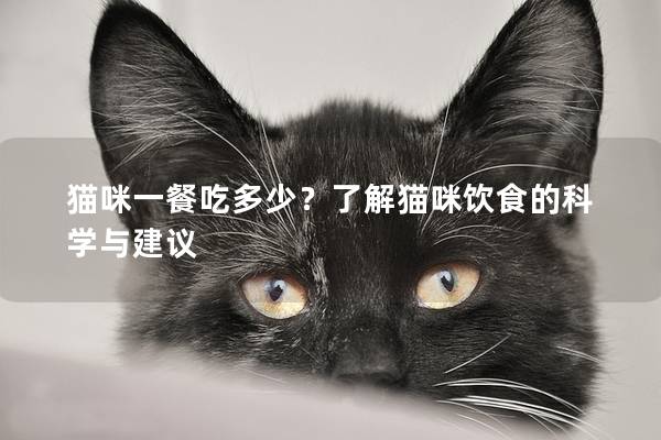 猫咪一餐吃多少？了解猫咪饮食的科学与建议