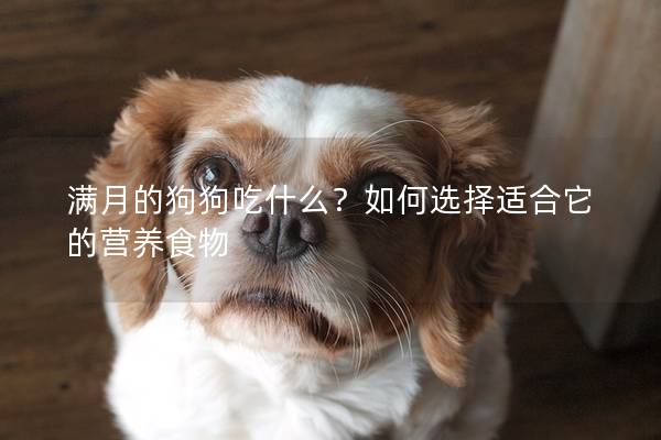 满月的狗狗吃什么？如何选择适合它的营养食物