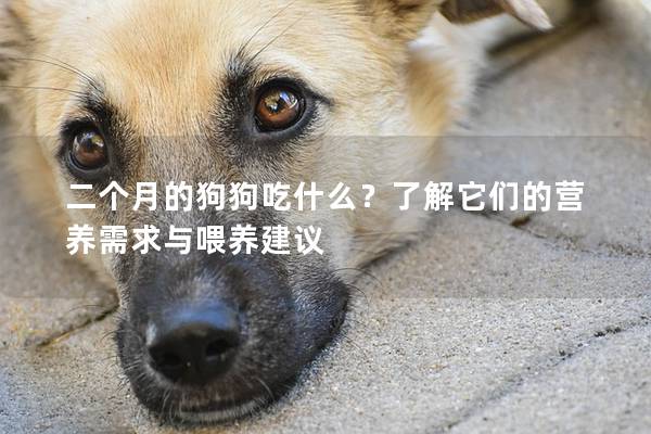 二个月的狗狗吃什么？了解它们的营养需求与喂养建议