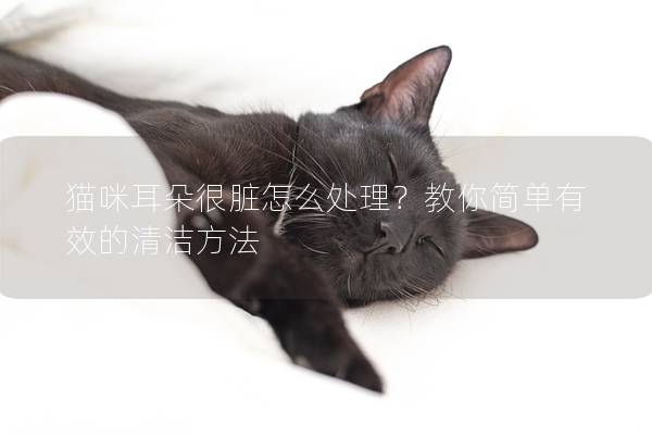 猫咪耳朵很脏怎么处理？教你简单有效的清洁方法
