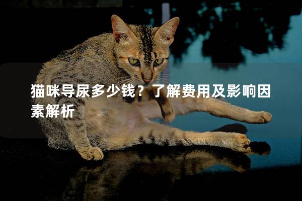 猫咪导尿多少钱？了解费用及影响因素解析