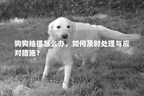 狗狗抽搐怎么办，如何及时处理与应对措施？