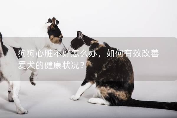 狗狗心脏不好怎么办，如何有效改善爱犬的健康状况？