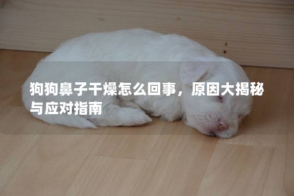 狗狗鼻子干燥怎么回事，原因大揭秘与应对指南