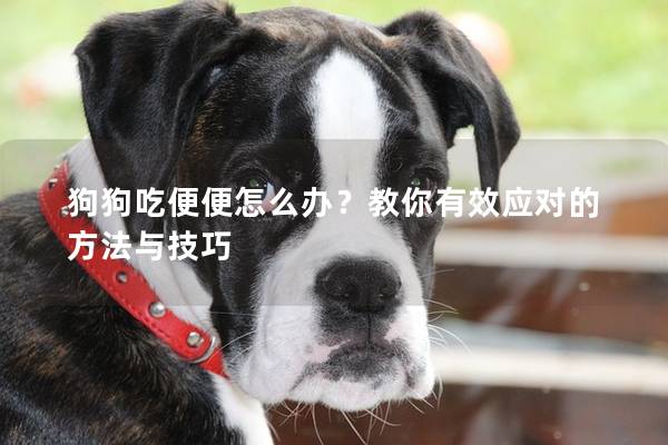 狗狗吃便便怎么办？教你有效应对的方法与技巧