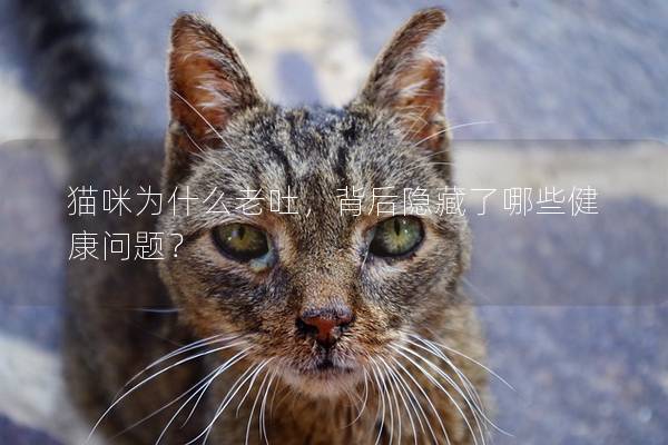 猫咪为什么老吐，背后隐藏了哪些健康问题？
