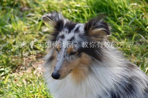 狗狗丢失如何找回？教你有效的方法与技巧