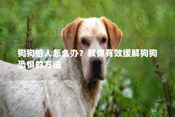 狗狗怕人怎么办？教你有效缓解狗狗恐惧的方法