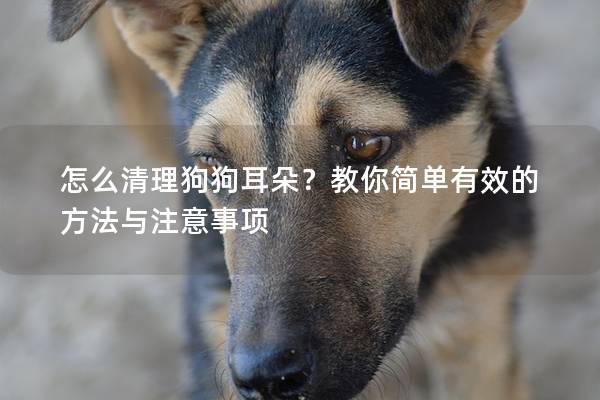怎么清理狗狗耳朵？教你简单有效的方法与注意事项