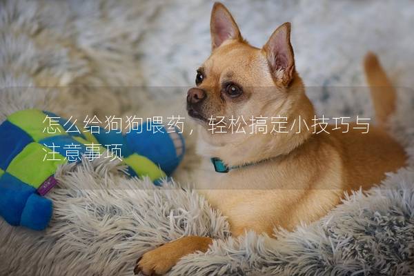 怎么给狗狗喂药，轻松搞定小技巧与注意事项