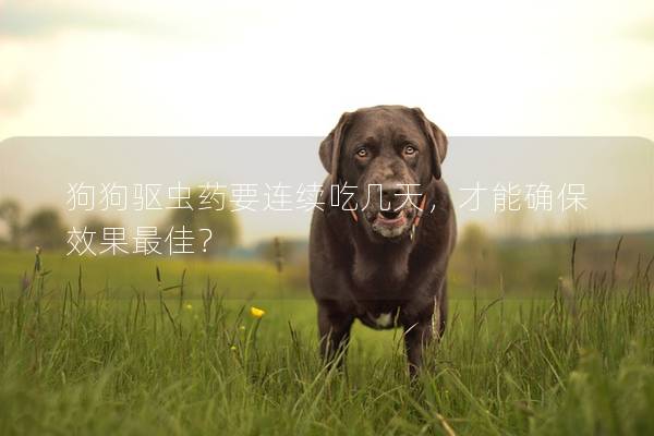 狗狗驱虫药要连续吃几天，才能确保效果最佳？