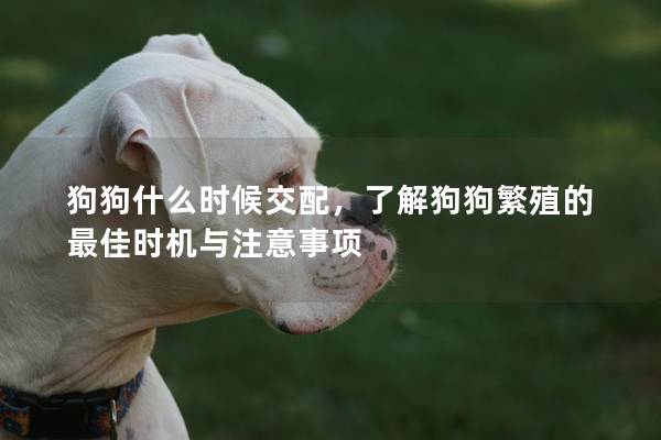 狗狗什么时候交配，了解狗狗繁殖的最佳时机与注意事项
