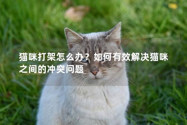 猫咪打架怎么办？如何有效解决猫咪之间的冲突问题