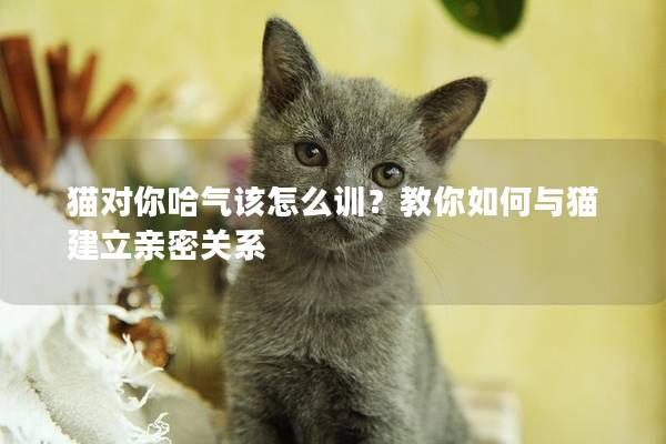 猫对你哈气该怎么训？教你如何与猫建立亲密关系
