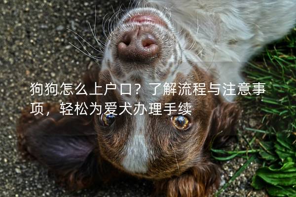 狗狗怎么上户口？了解流程与注意事项，轻松为爱犬办理手续