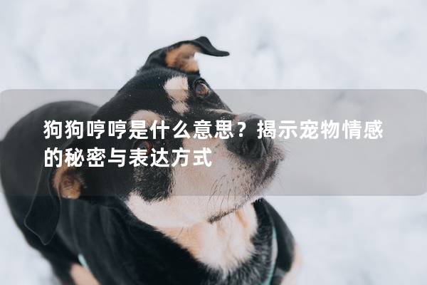 狗狗哼哼是什么意思？揭示宠物情感的秘密与表达方式