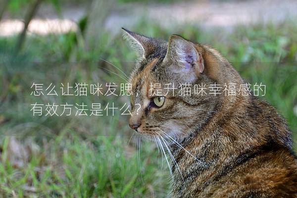 怎么让猫咪发腮，提升猫咪幸福感的有效方法是什么？