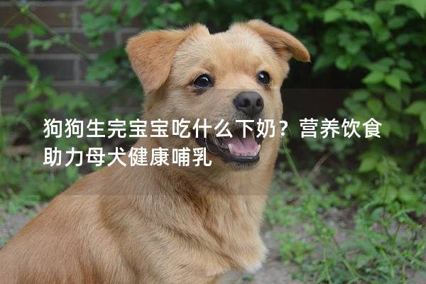 狗狗生完宝宝吃什么下奶？营养饮食助力母犬健康哺乳