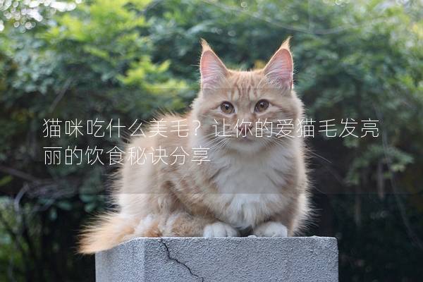 猫咪吃什么美毛？让你的爱猫毛发亮丽的饮食秘诀分享
