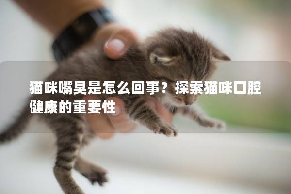 猫咪嘴臭是怎么回事？探索猫咪口腔健康的重要性