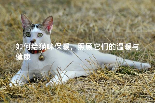 如何给猫咪保暖，照顾它们的温暖与健康