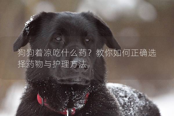 狗狗着凉吃什么药？教你如何正确选择药物与护理方法