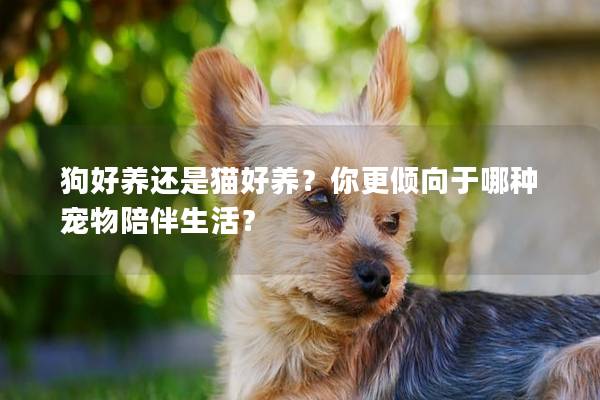 狗好养还是猫好养？你更倾向于哪种宠物陪伴生活？