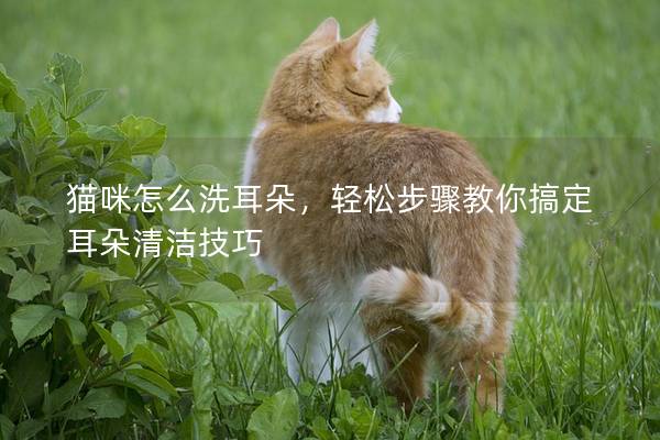 猫咪怎么洗耳朵，轻松步骤教你搞定耳朵清洁技巧