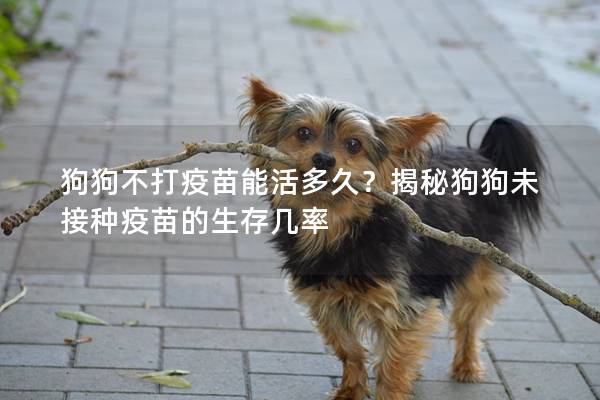 狗狗不打疫苗能活多久？揭秘狗狗未接种疫苗的生存几率