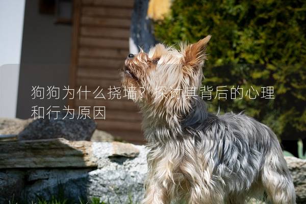 狗狗为什么挠墙？探讨其背后的心理和行为原因