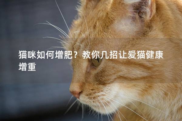 猫咪如何增肥？教你几招让爱猫健康增重