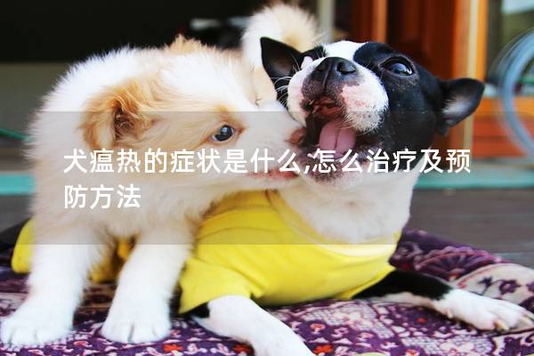 犬瘟热的症状是什么,怎么治疗及预防方法