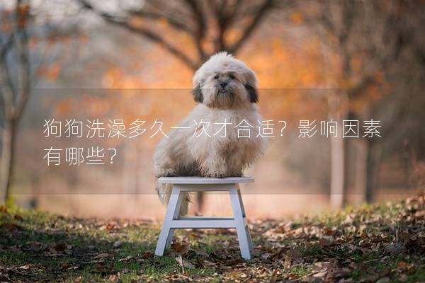 狗狗洗澡多久一次才合适？影响因素有哪些？