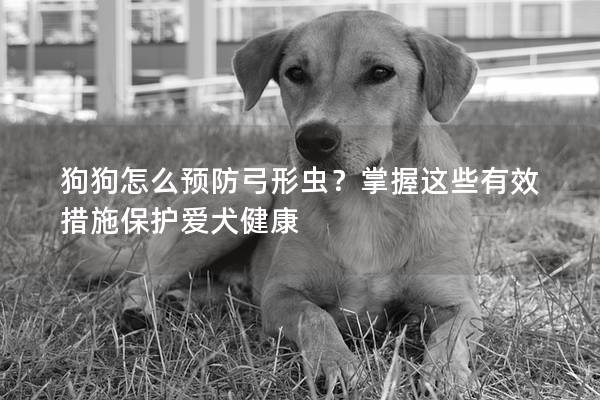 狗狗怎么预防弓形虫？掌握这些有效措施保护爱犬健康
